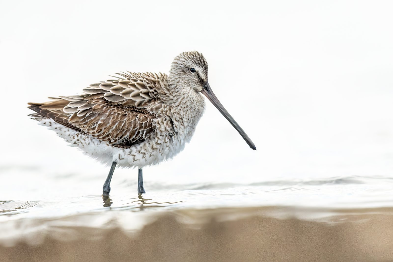 Asian Dowitcher · JJ Harrison CC BY-SA