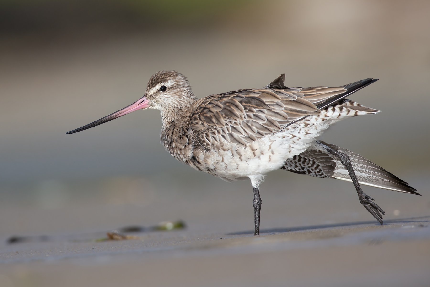 Bar-tailed Godwit, Moreton Bay