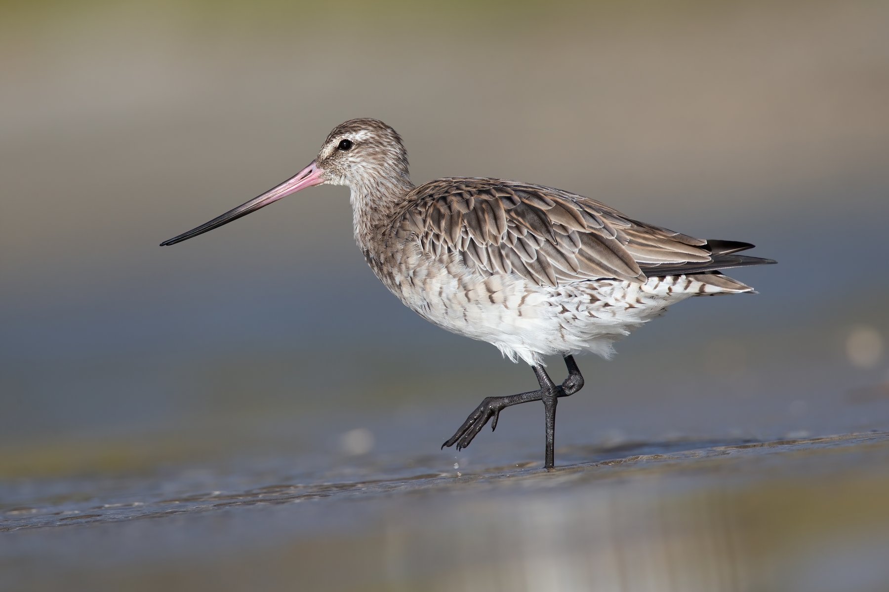 Gazza — Bar-tailed Godwit