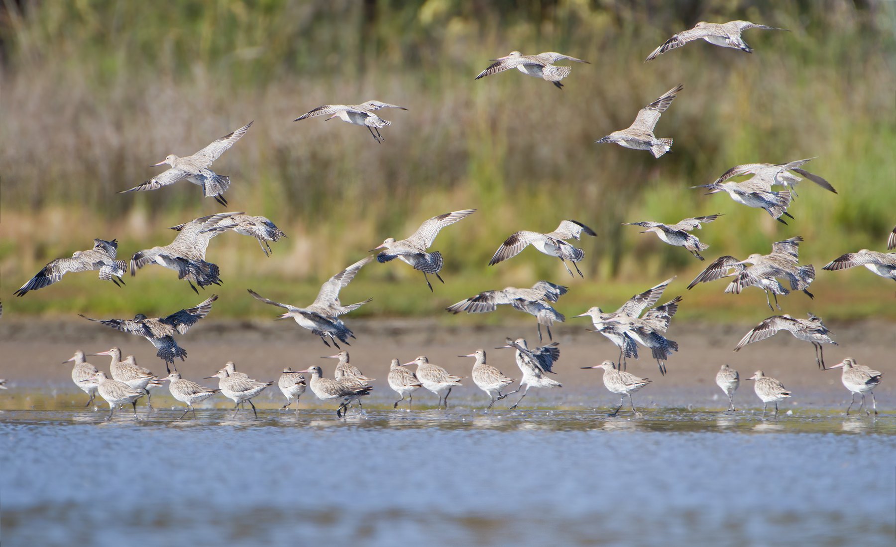 Flock of Bar-tailed Godwits in flight over tidal flats