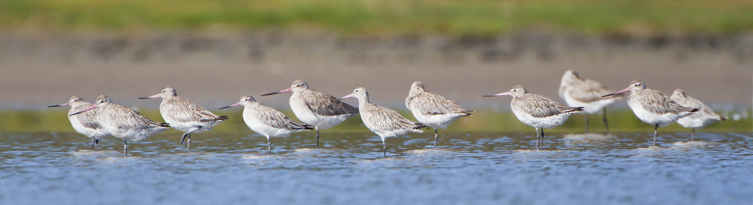 Shorebirds at the waterline of Moreton Bay — where the program operates and where its limits also become visible.