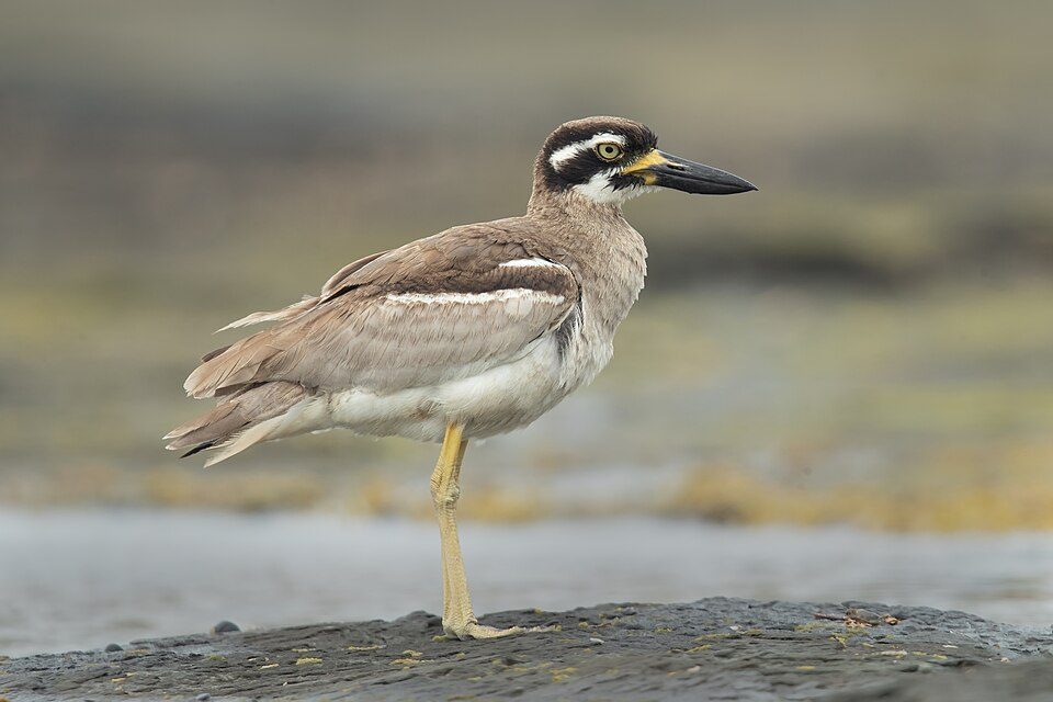 Beach Stone-curlew