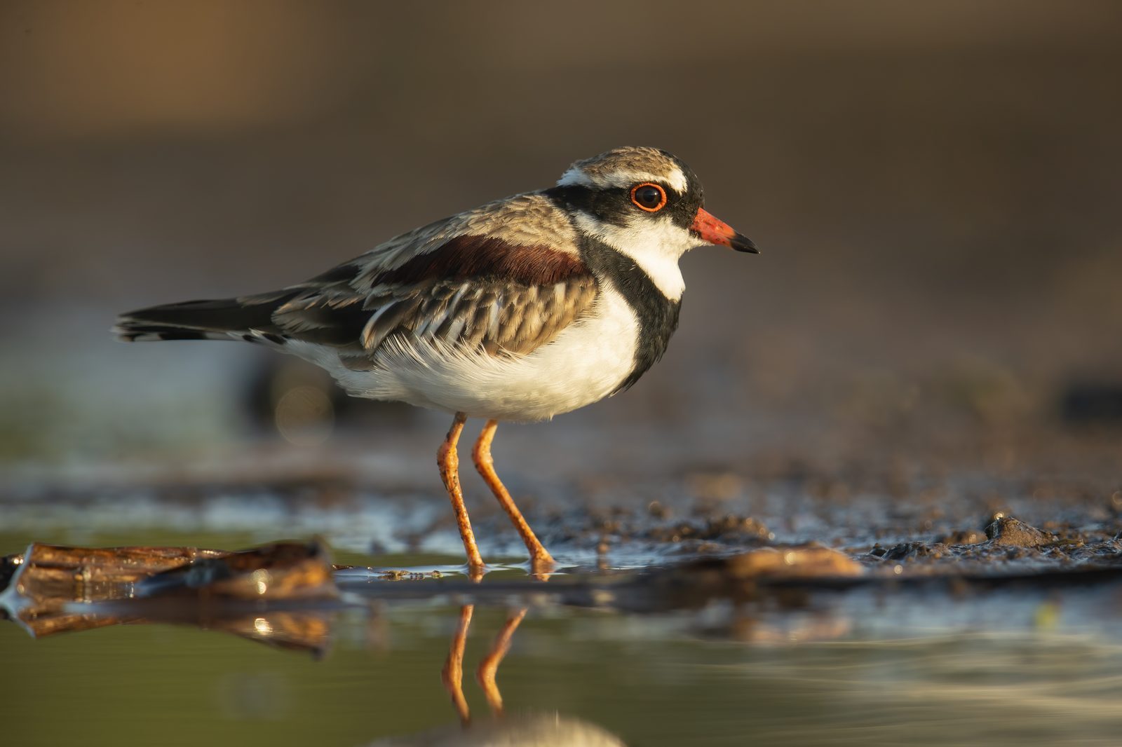 Black-fronted Dotterel · JJ Harrison CC BY-SA