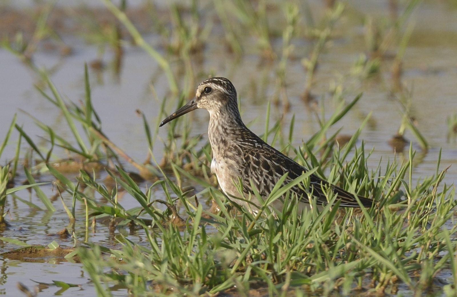 Broad-billed Sandpiper · Dûrzan Cîrano CC BY-SA