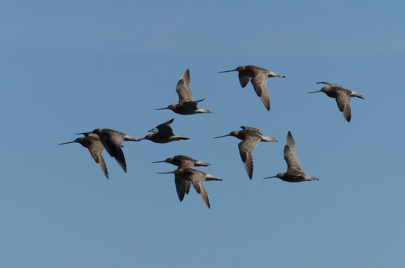 A flock of Bar-tailed Godwits feeding on the Moreton Bay mudflats, doing the slow daily work of the intertidal system.