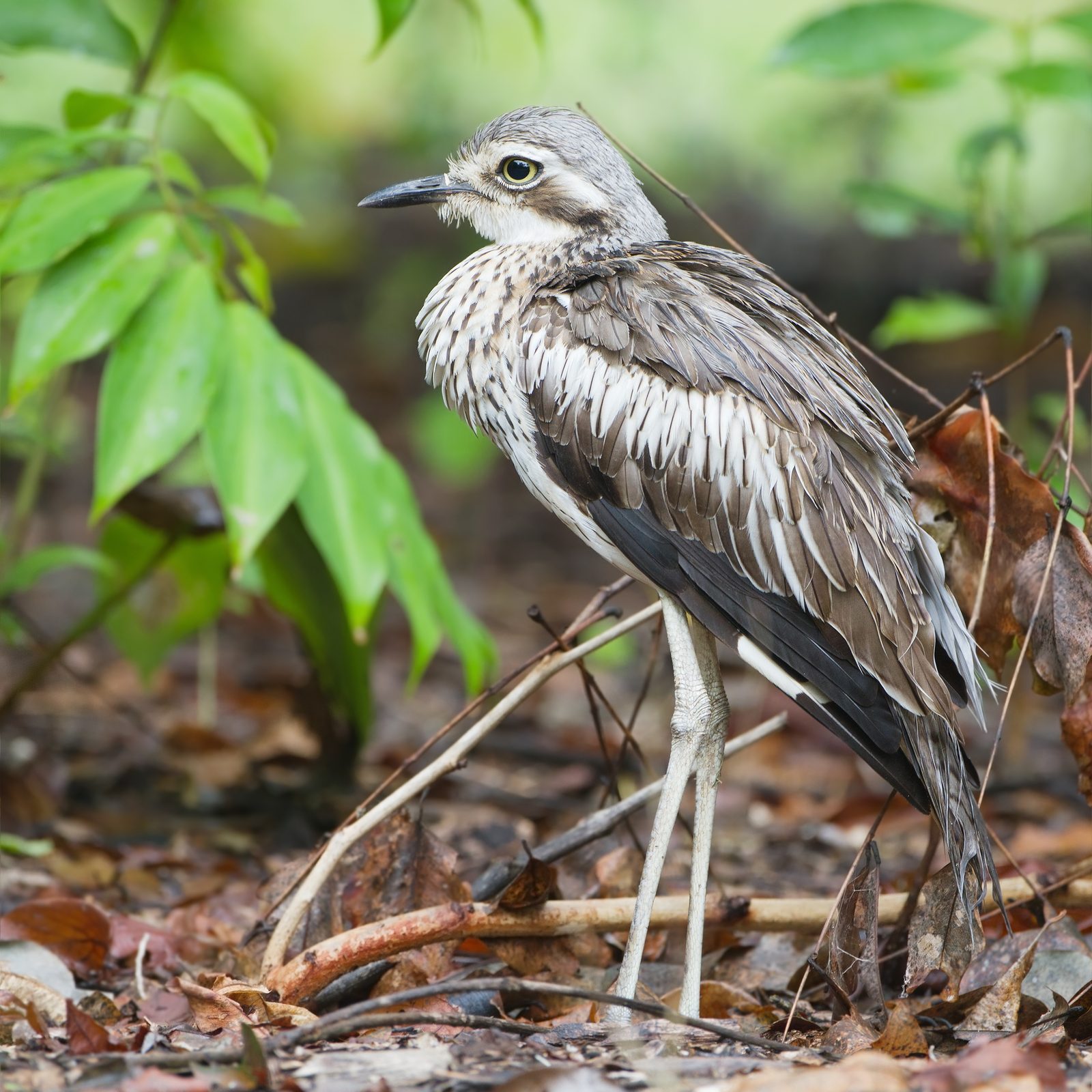 Bush Stone-curlew · JJ Harrison CC BY-SA