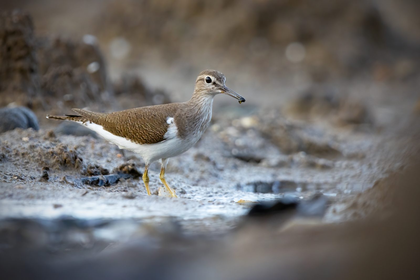 Common Sandpiper · JJ Harrison CC BY-SA