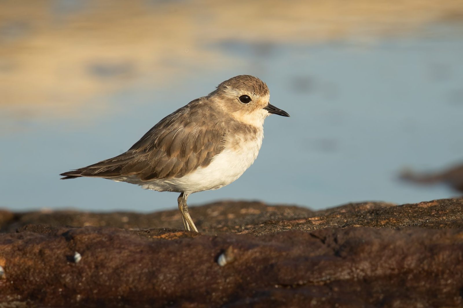 Double-banded Plover