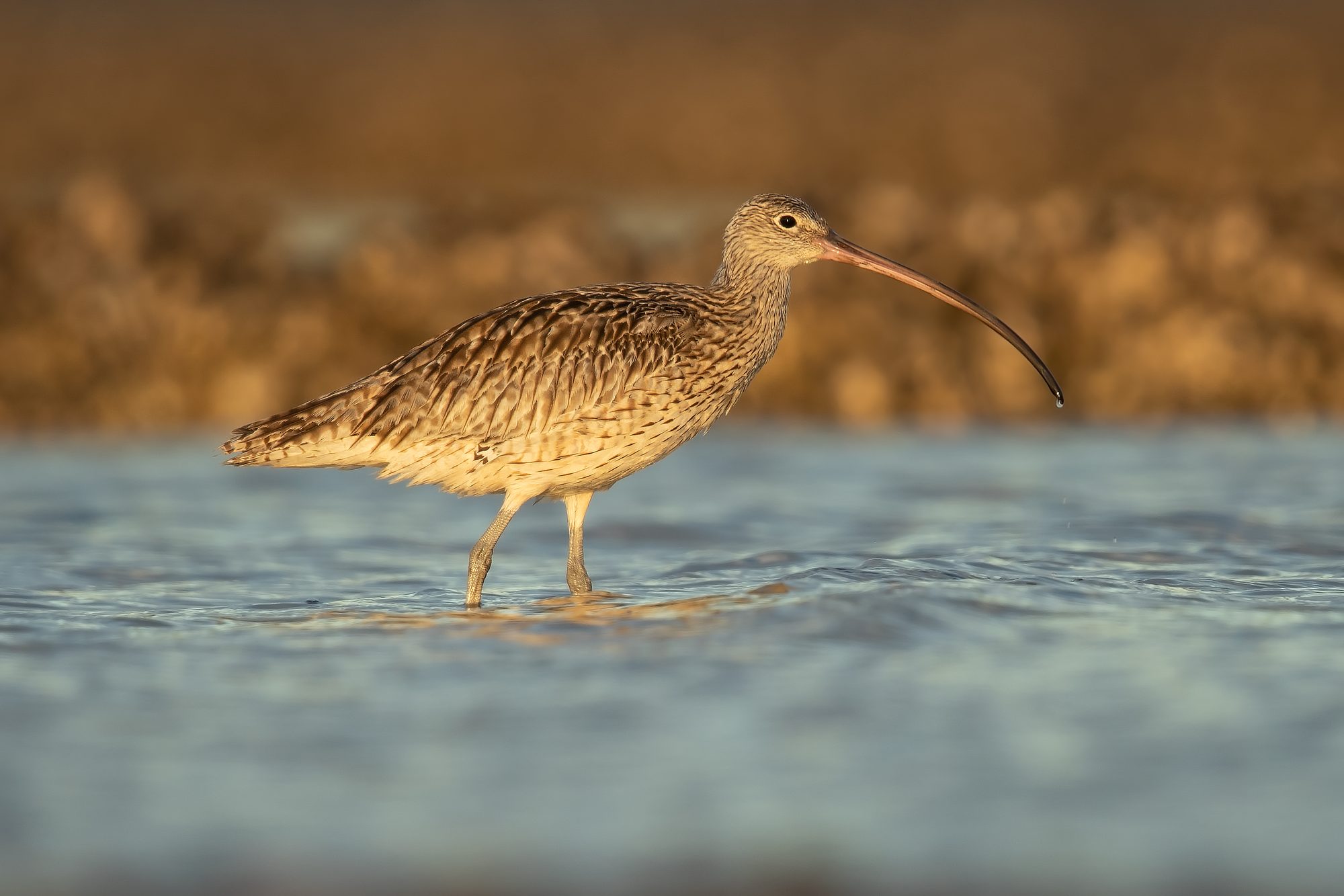 A single Far Eastern Curlew standing in shallow water at golden hour, its long decurved bill held above the surface