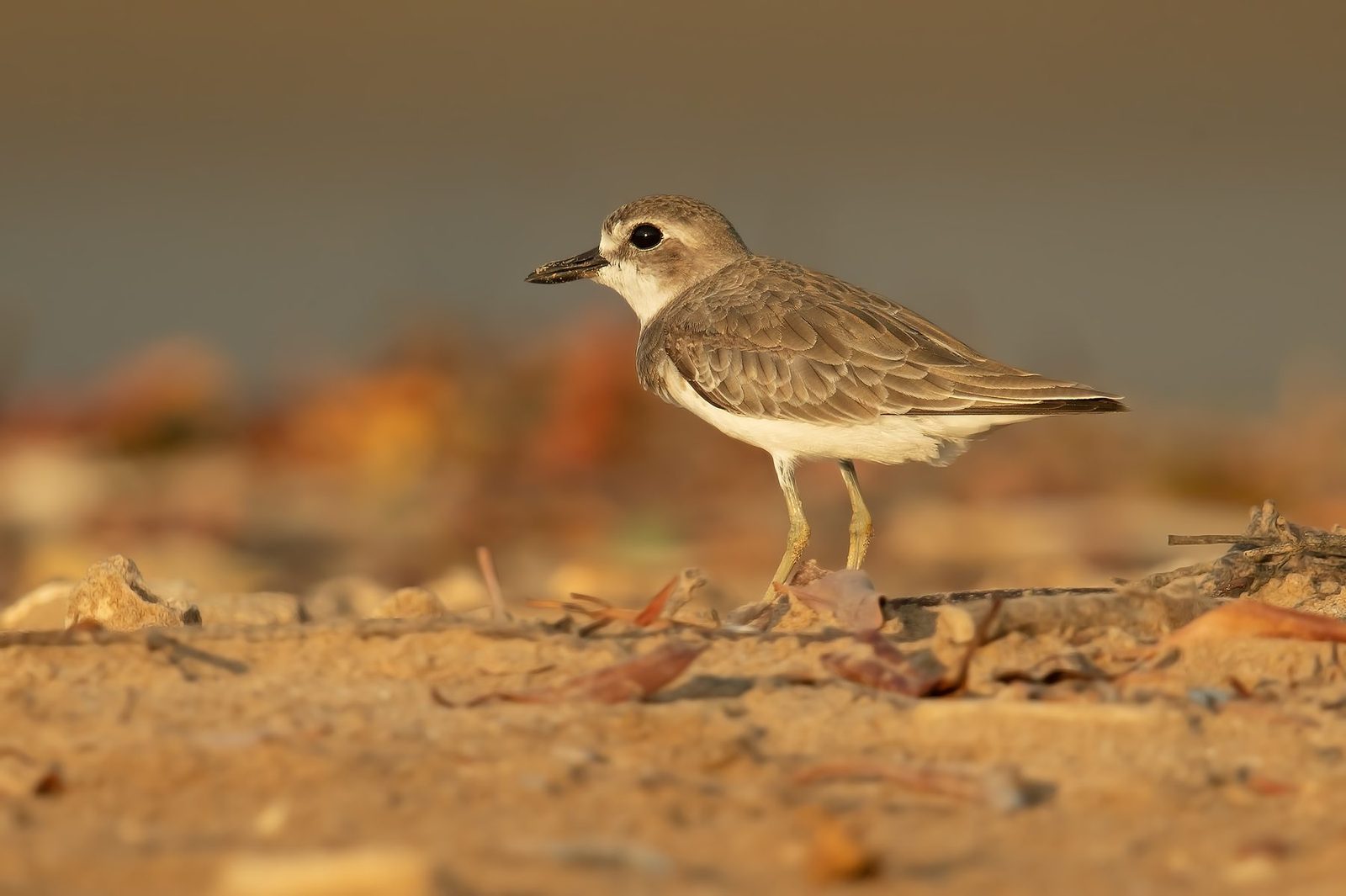 Greater Sand Plover