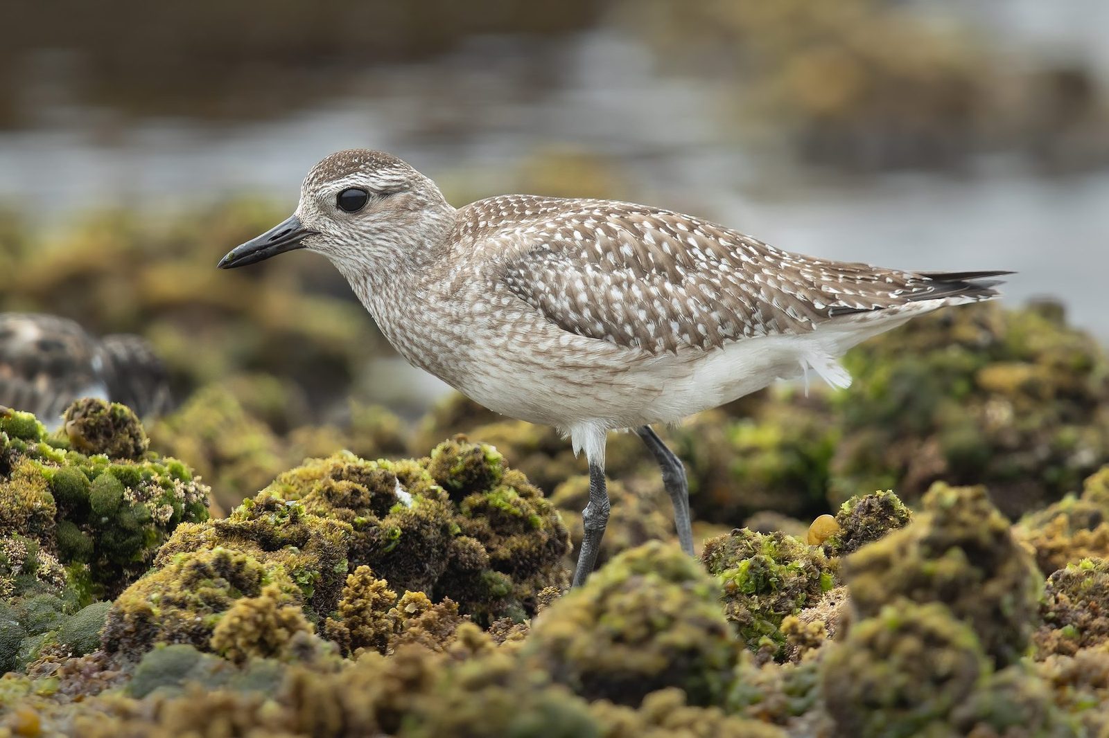 Grey Plover