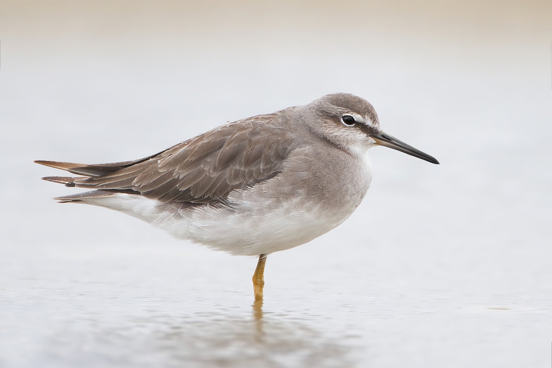 Grey-tailed Tattler on tidal mudflat, Moreton Bay