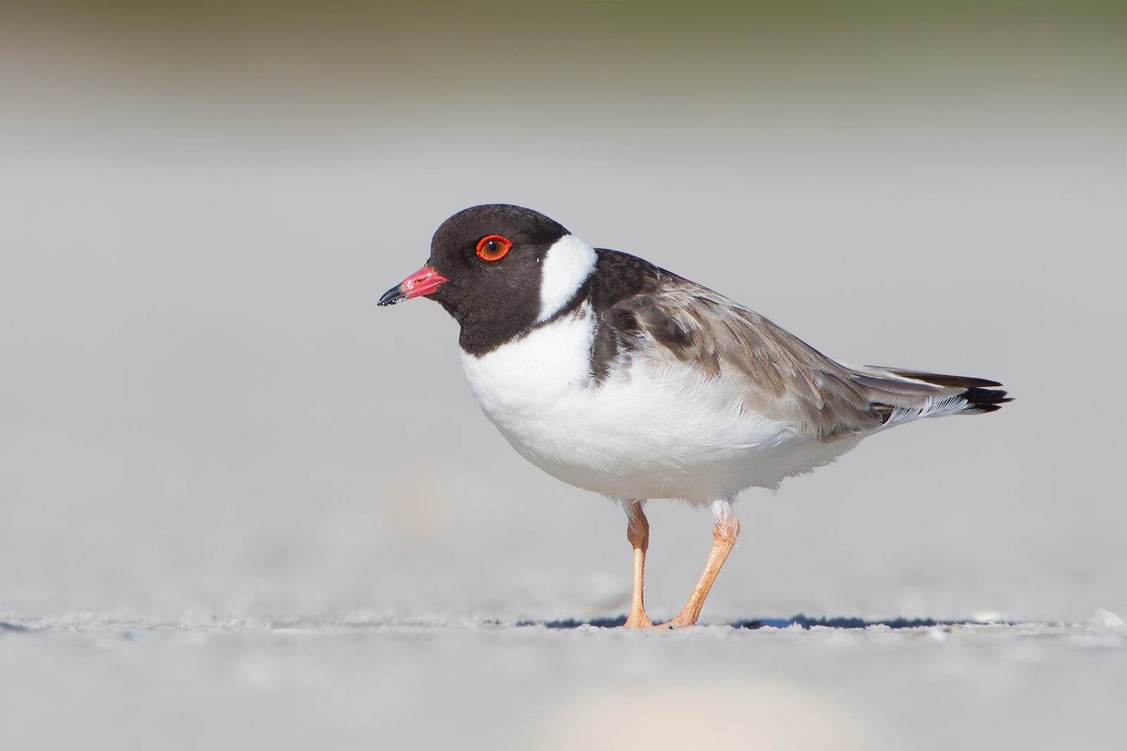 Hooded Plover · JJ Harrison CC BY-SA