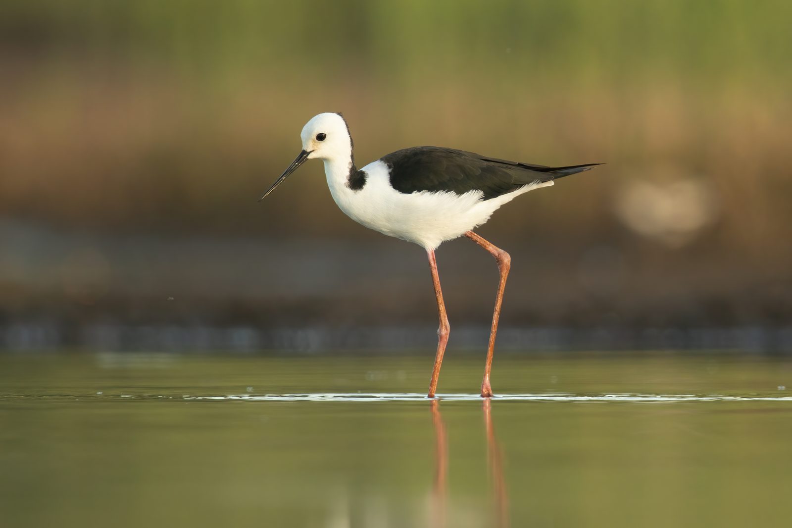 Pied Stilt · JJ Harrison CC BY-SA