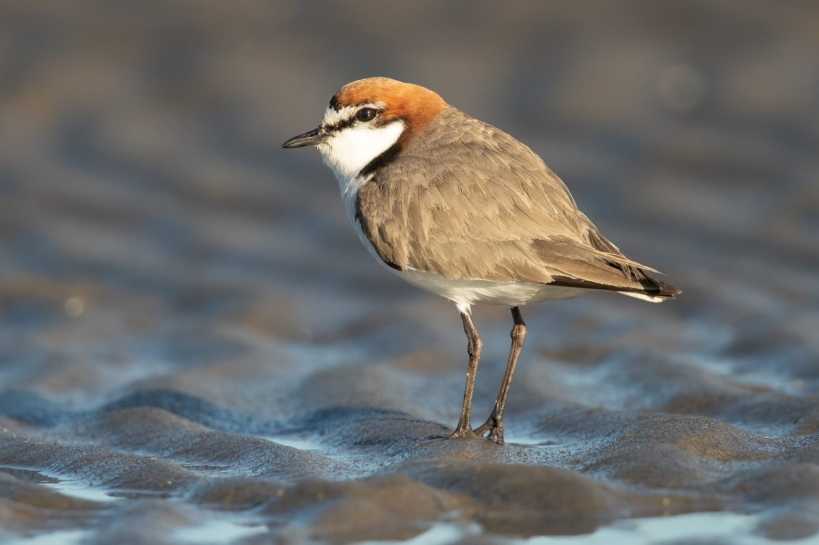 Red-capped Plover