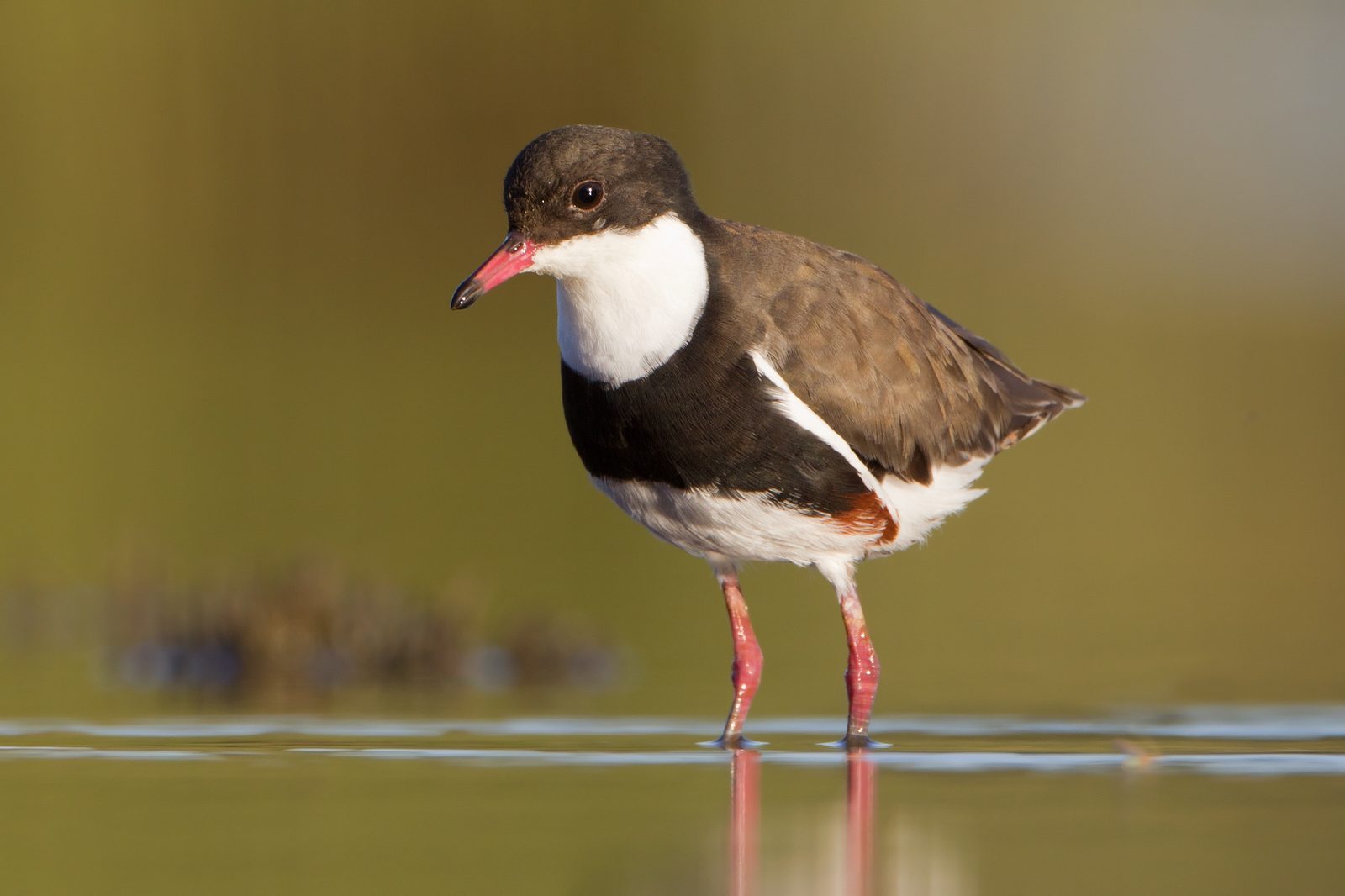 Red-kneed Dotterel · JJ Harrison CC BY-SA