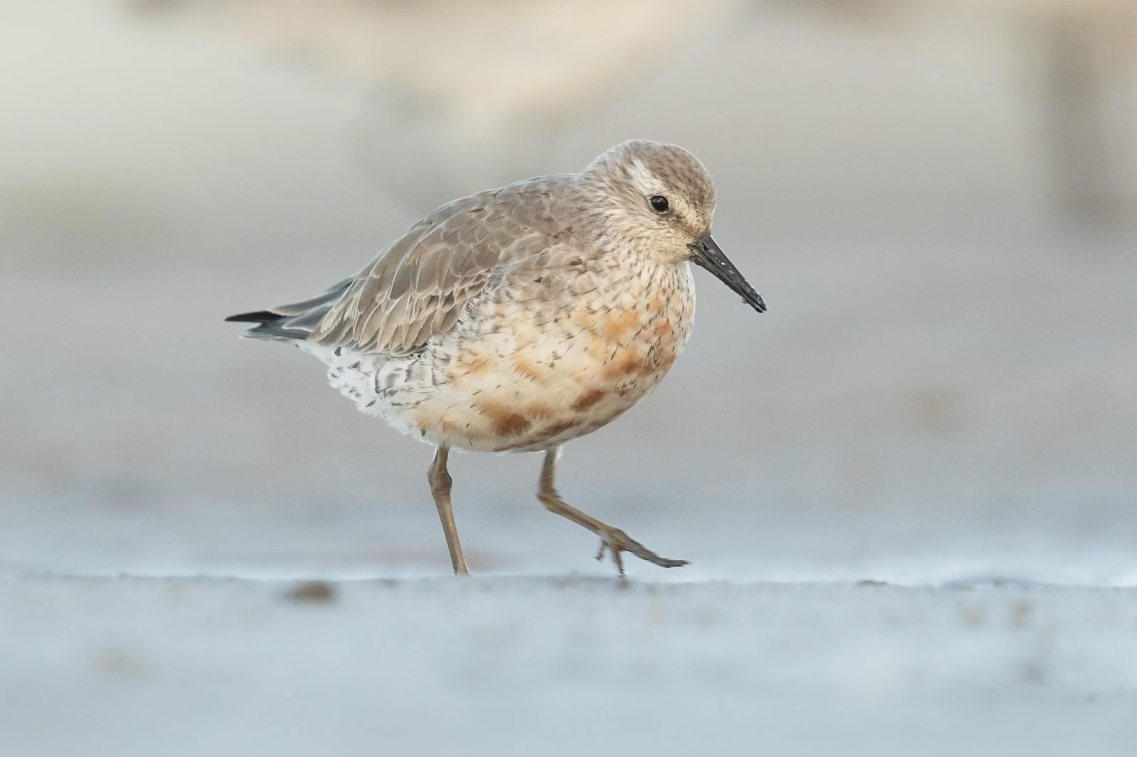 Red Knot