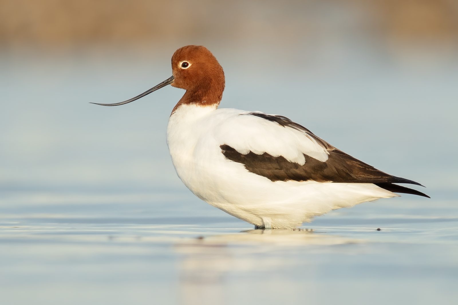 Red-necked Avocet · JJ Harrison CC BY-SA