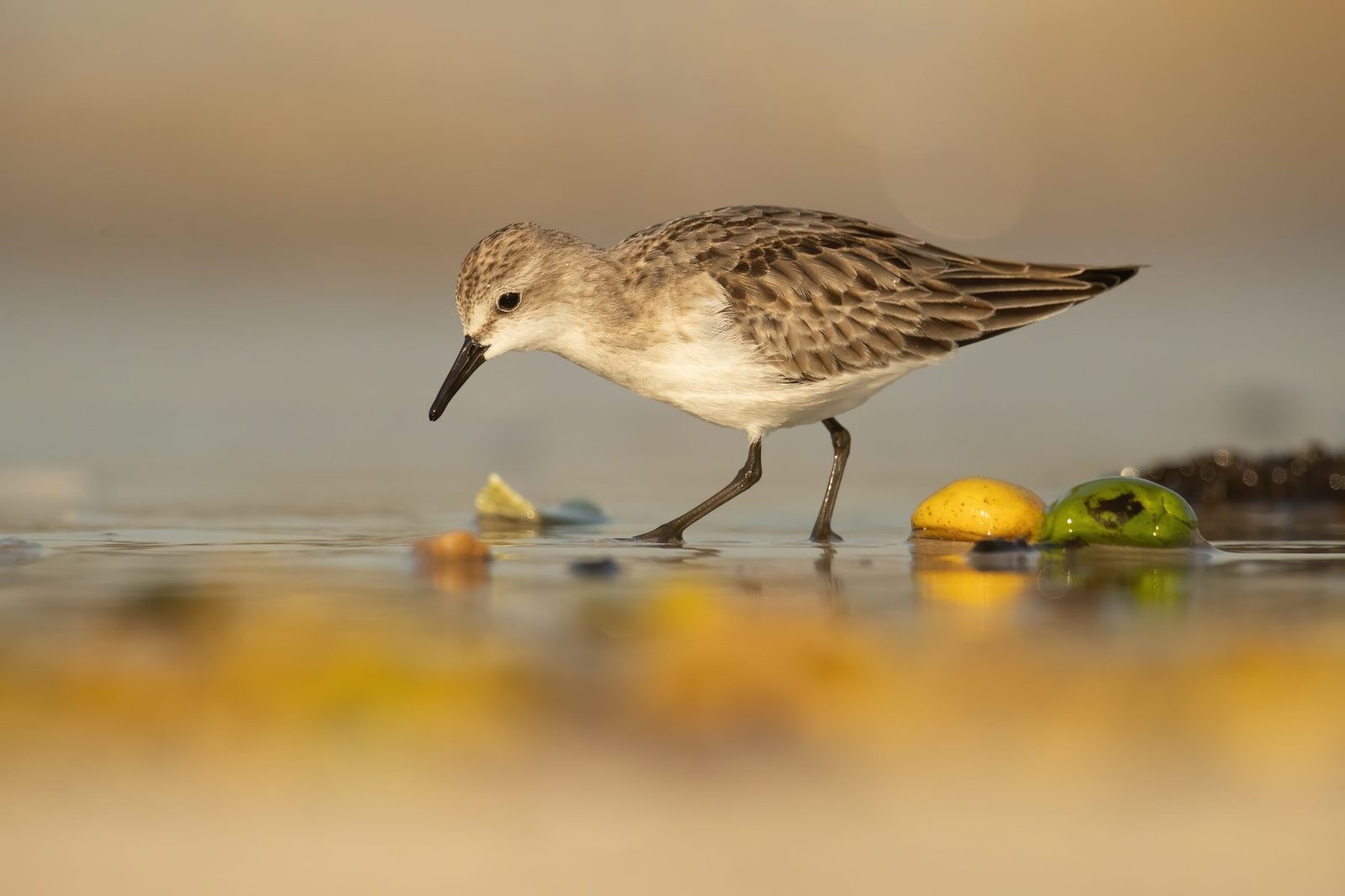 Red-necked Stint