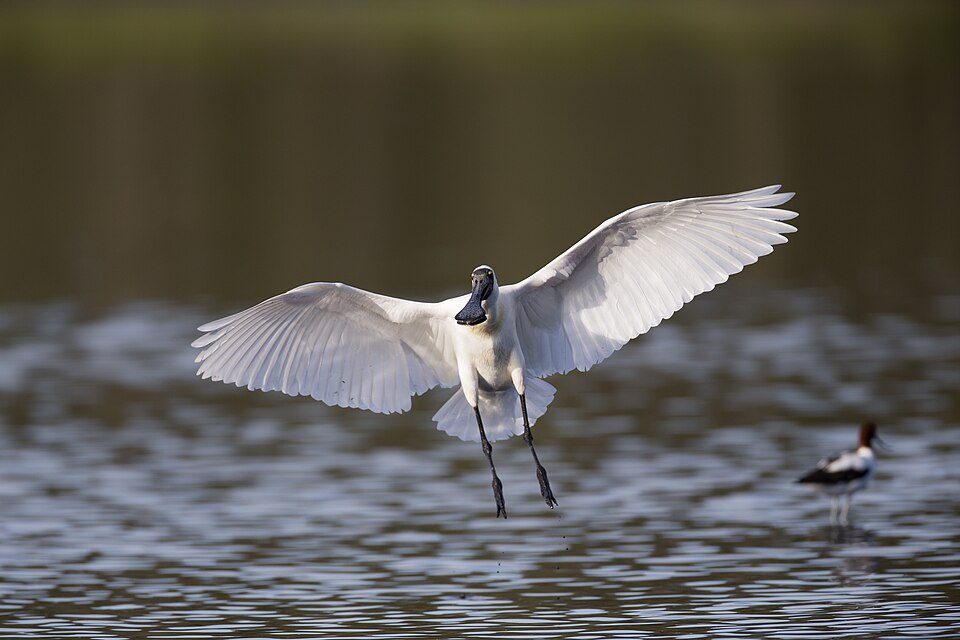 Royal Spoonbill