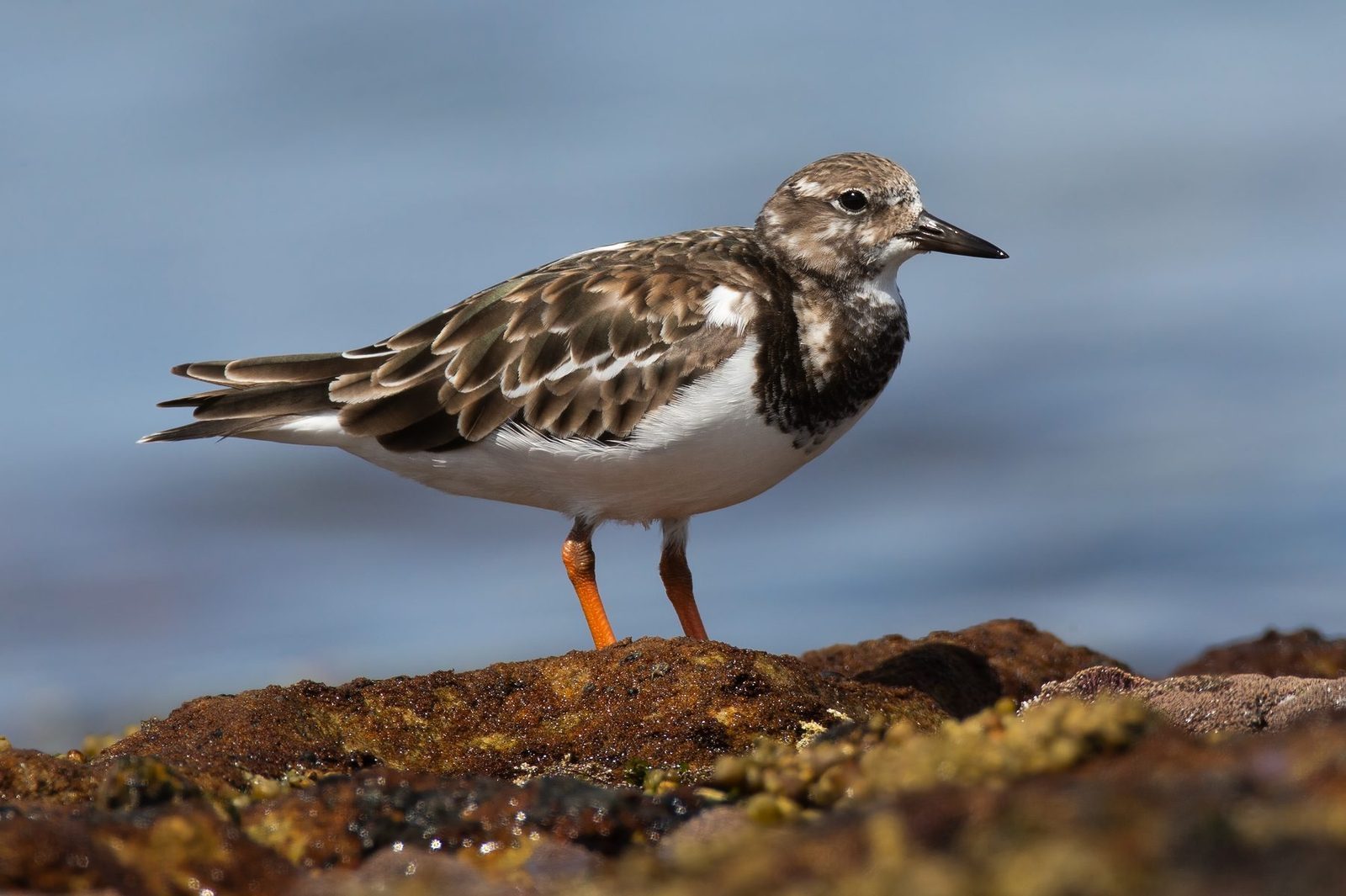 Ruddy Turnstone