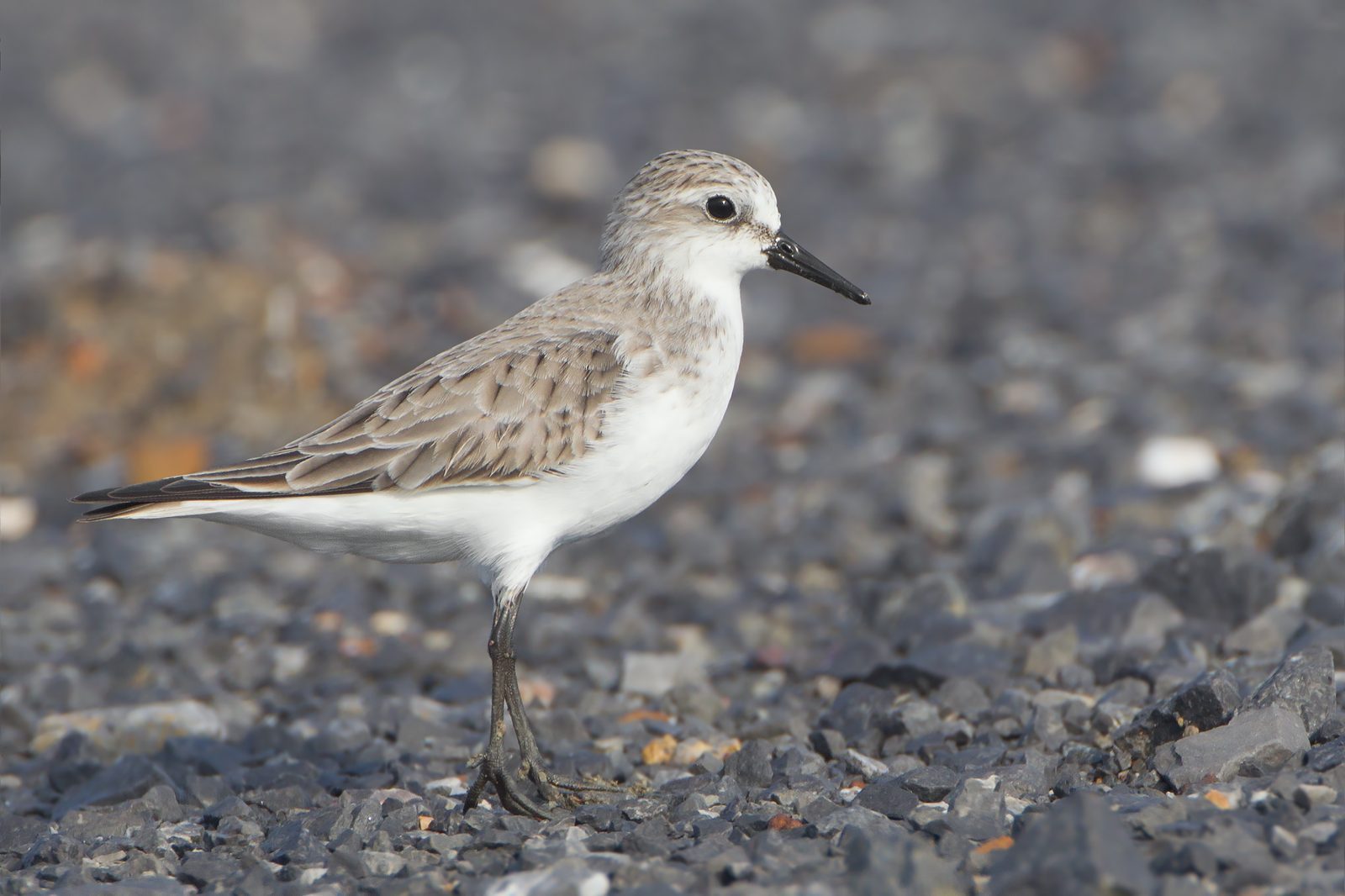 Sanderling