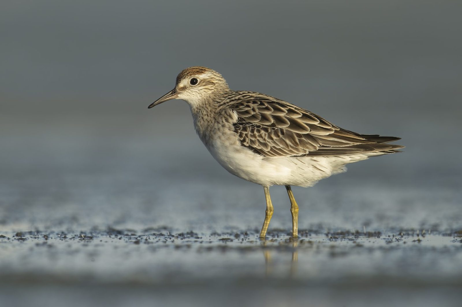 Sharp-tailed Sandpiper