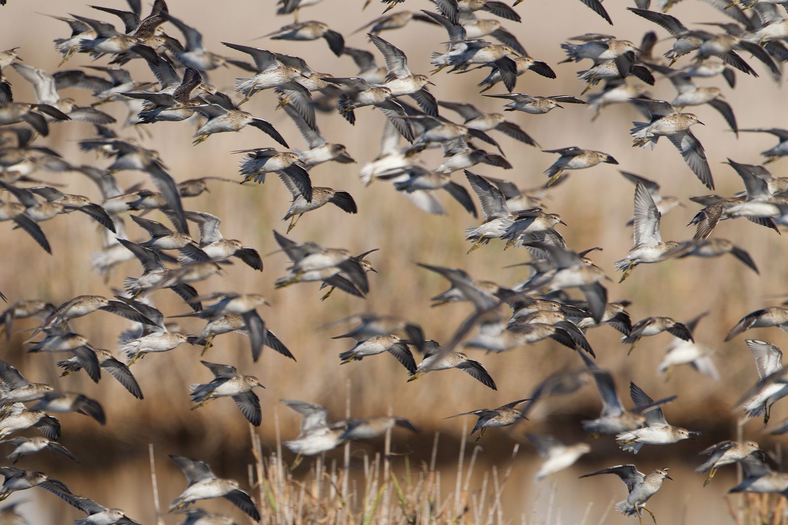 Sharp-tailed Sandpiper flock in flight · JJ Harrison CC BY-SA