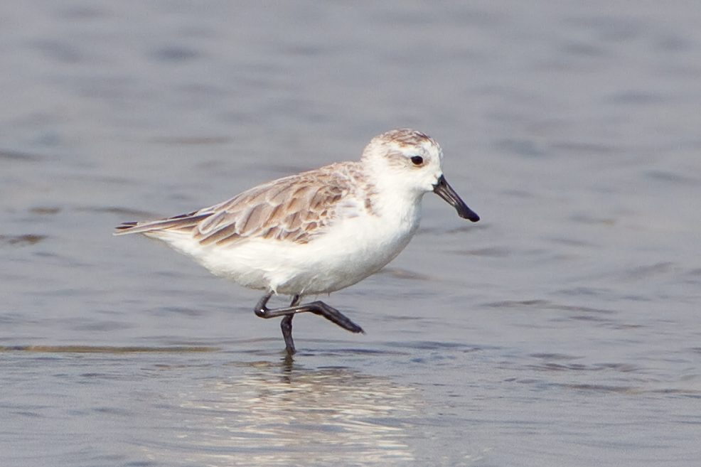 Spoon-billed Sandpiper · JJ Harrison CC BY-SA