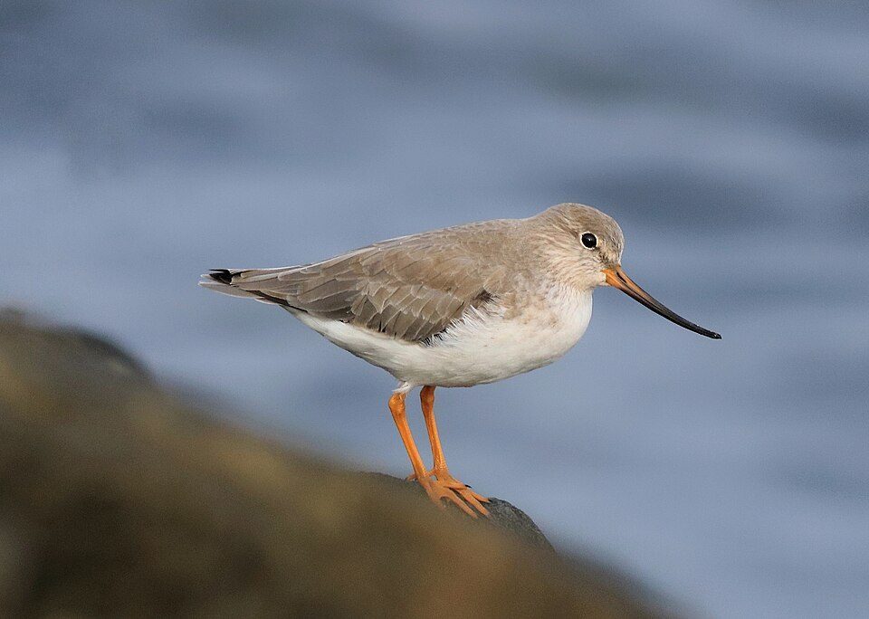 Terek Sandpiper