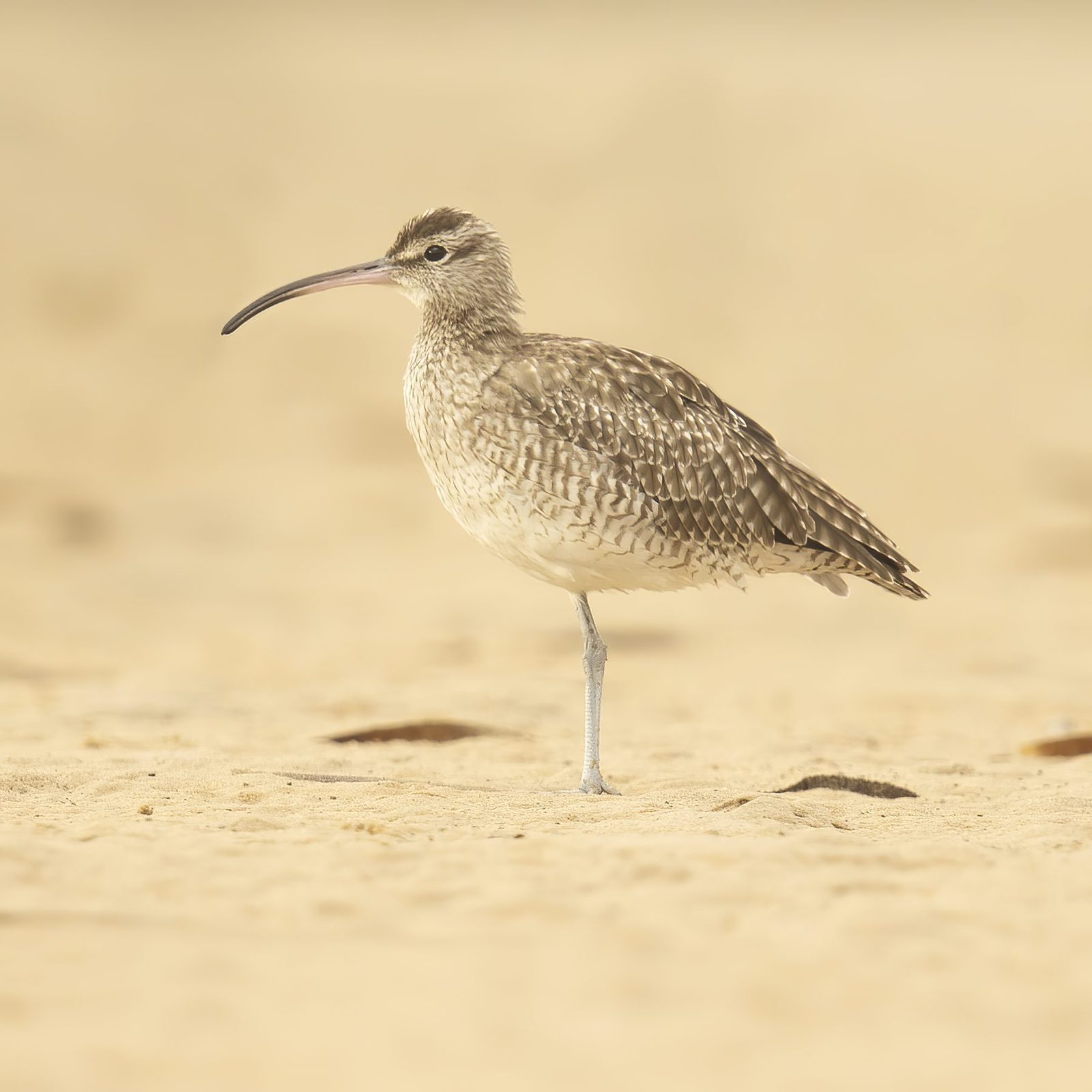 Whimbrel